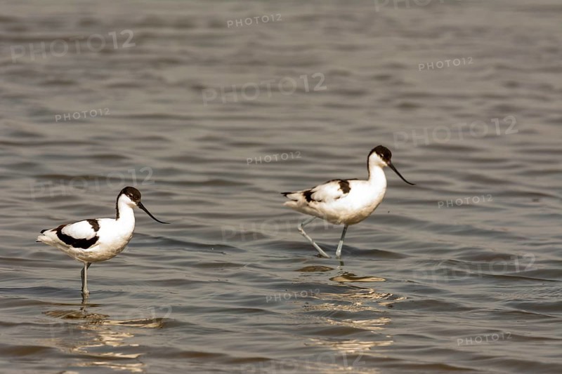 Water bird
