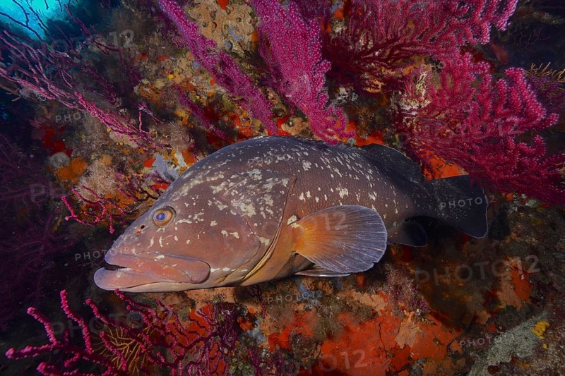Dusky grouper