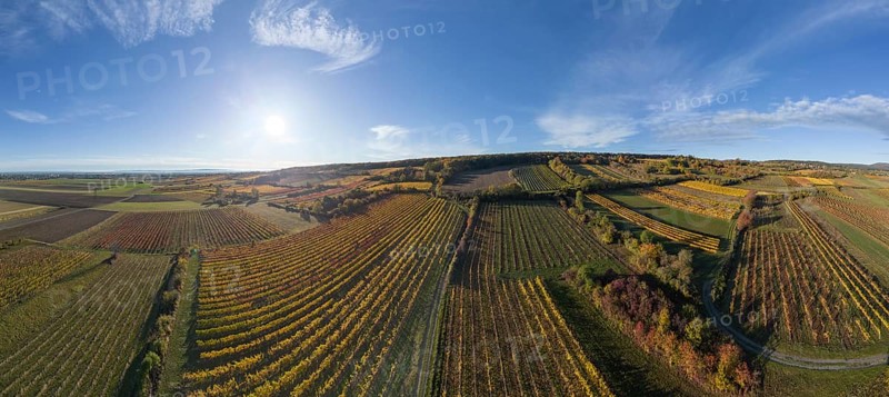 Aerial view of autumn vineyards