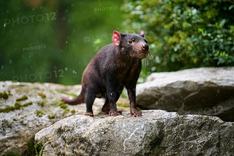 Tasmanian devil