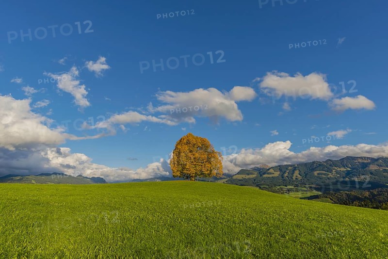 Peace lime tree