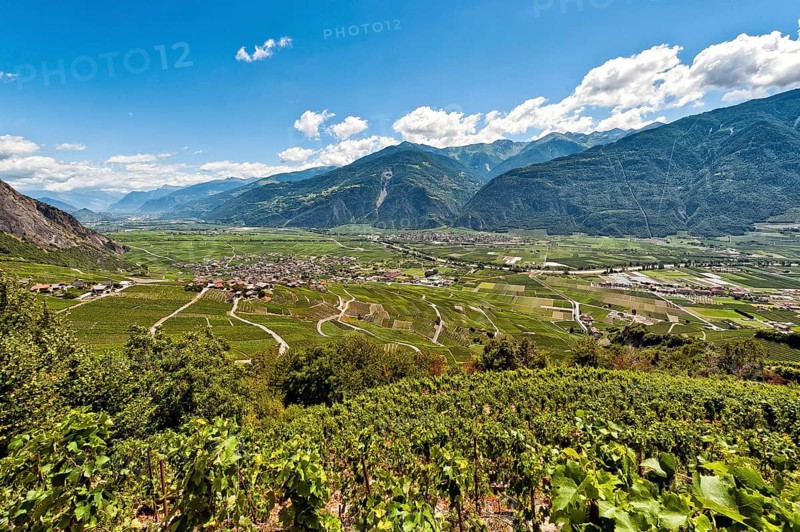 Vines on the steep slopes in Fully