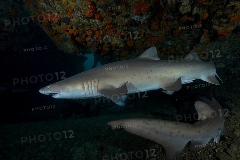 Sand tiger shark