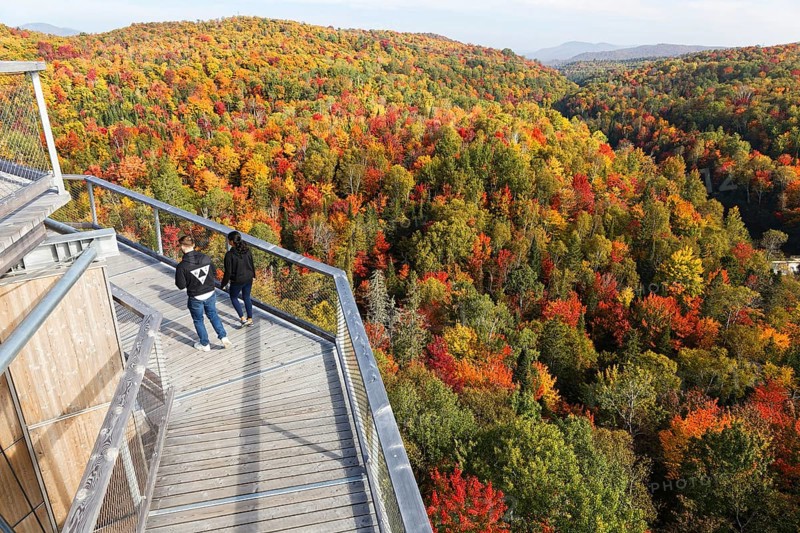 Tree top walkway in autumn