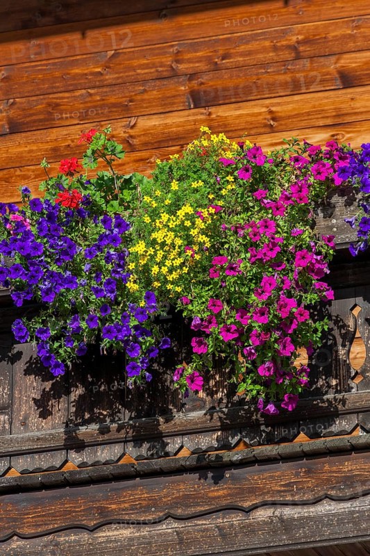 Summer flowers