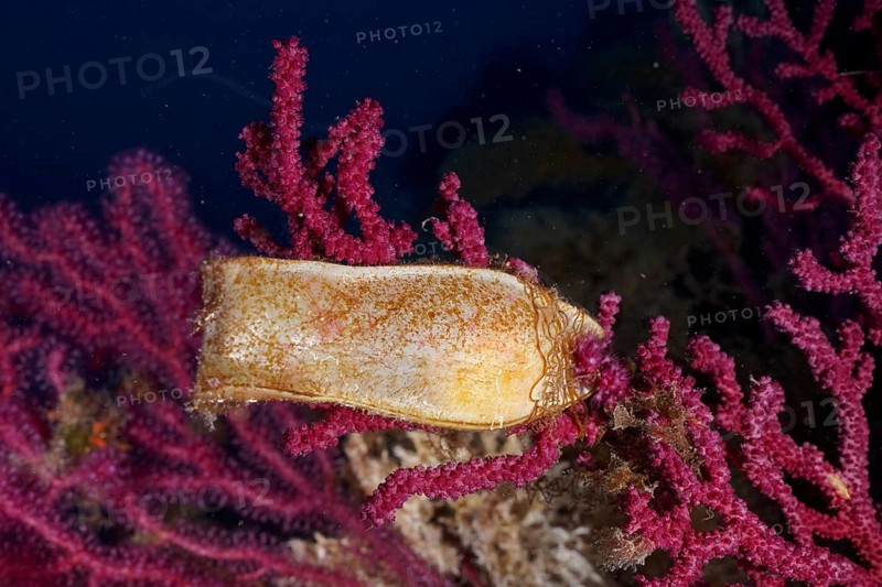 Egg capsule of nursehound
