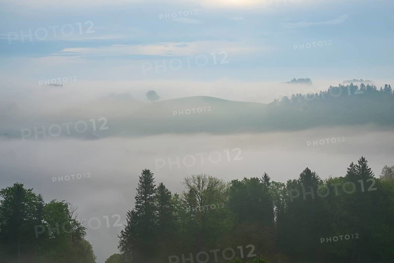 Morning mist gently envelops the hilly landscape and trees in a tranquil atmosphere
