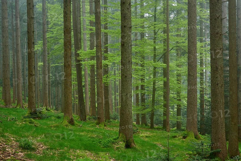 Foggy fir forest with moss-covered ground and natural light