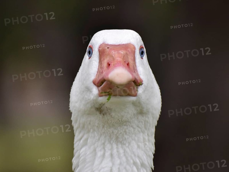 Domestic goose staring into the camera