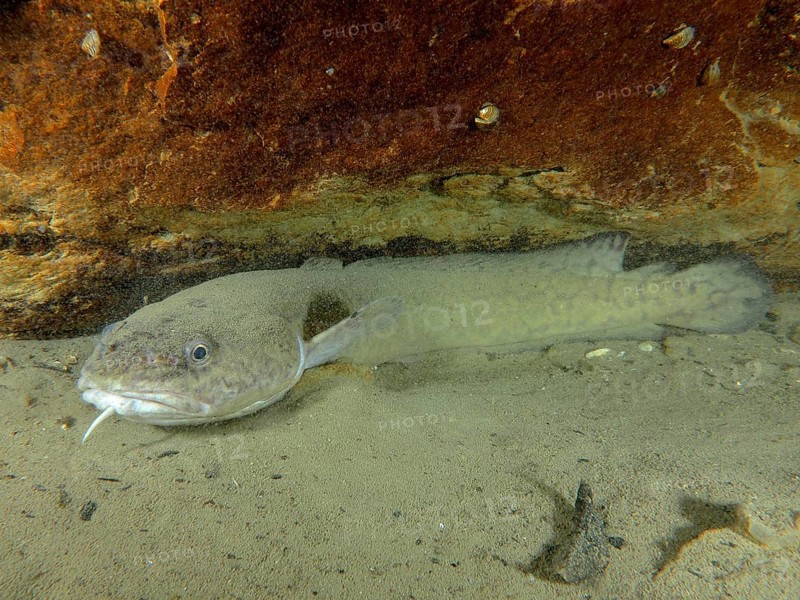 A giant burbot