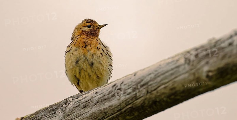 Red-throated pipit