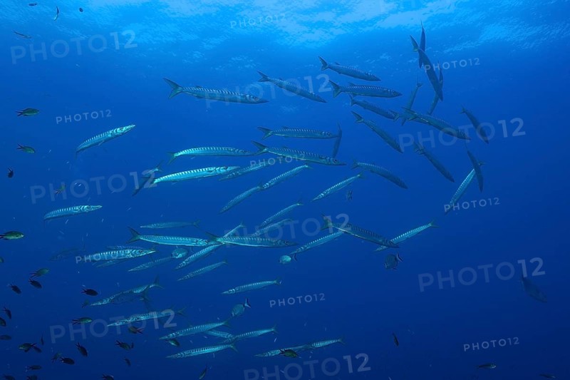 School of fish