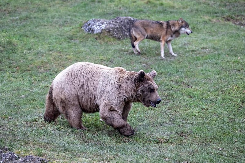 Syrian brown bear