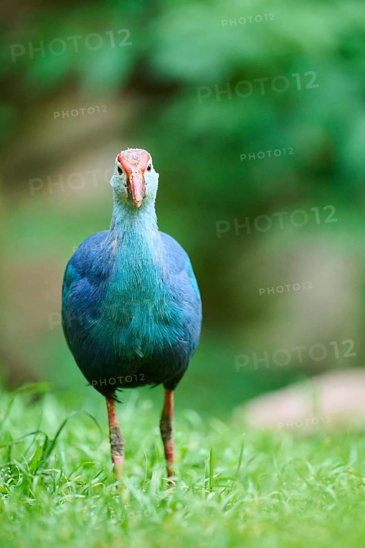 Western swamphen