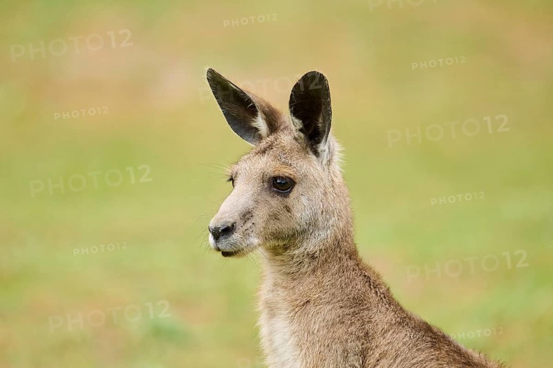 Western grey kangaroo
