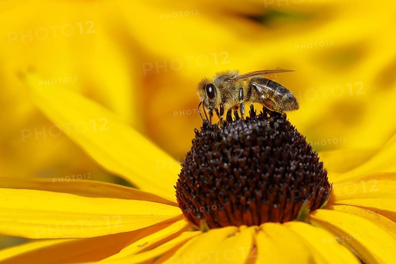 European honey bee