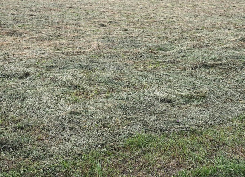 Freshly cut hay