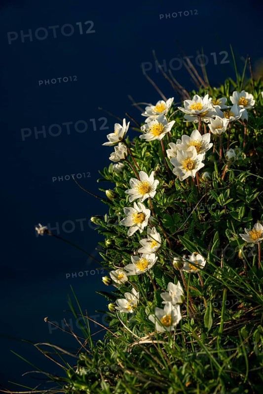 White dryad