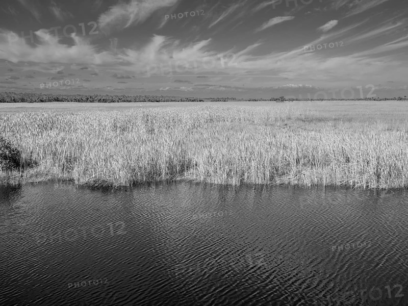 Reeds in a lagoon