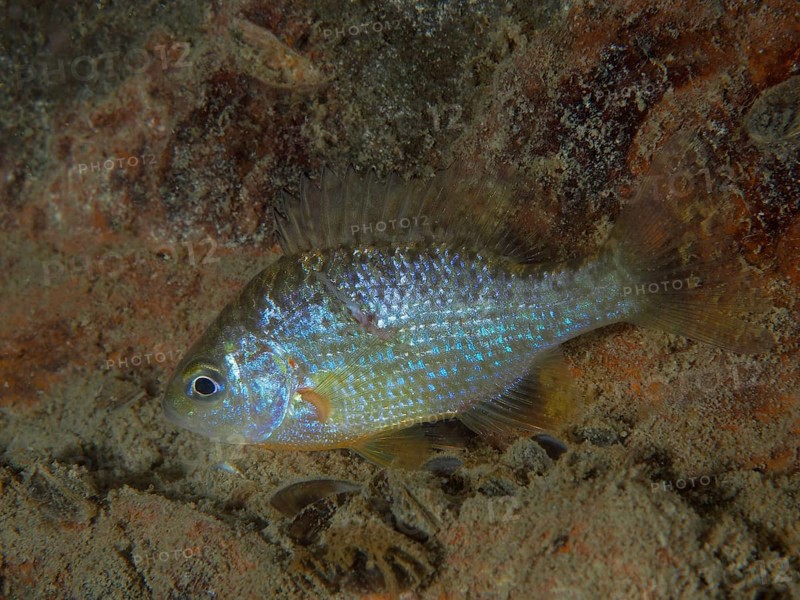 Pumpkinseed sunfish