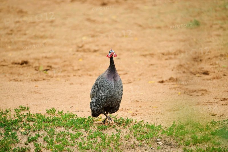 Helmeted guineafowl