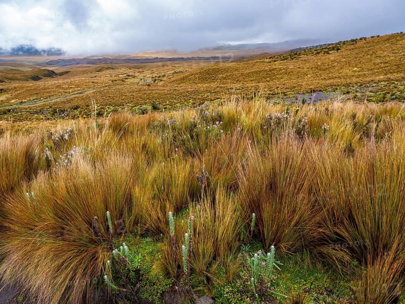 Paramo landscape in Antisana National Park