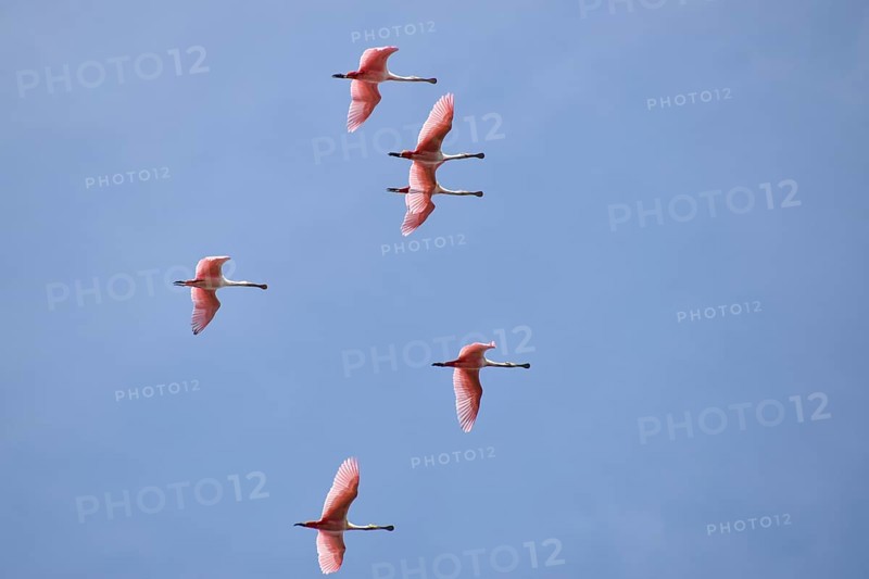 Several roseate spoonbill