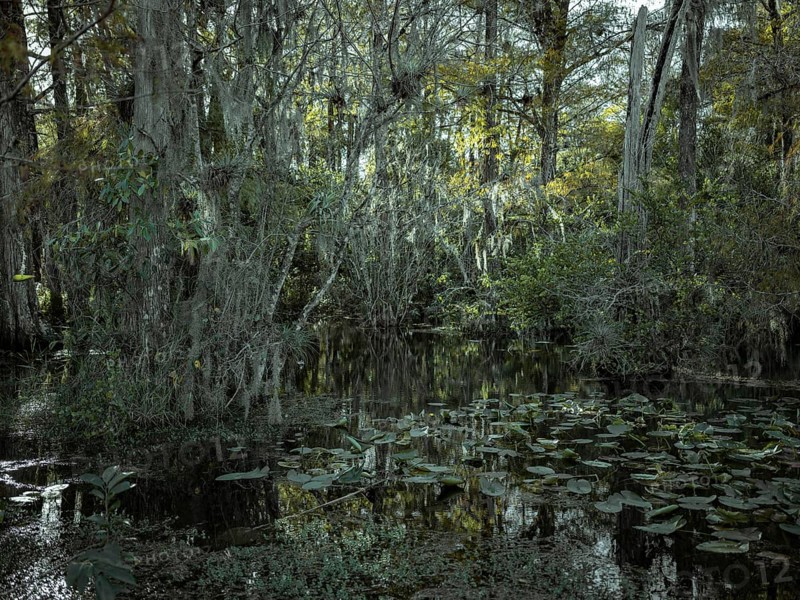 Mangrove forest