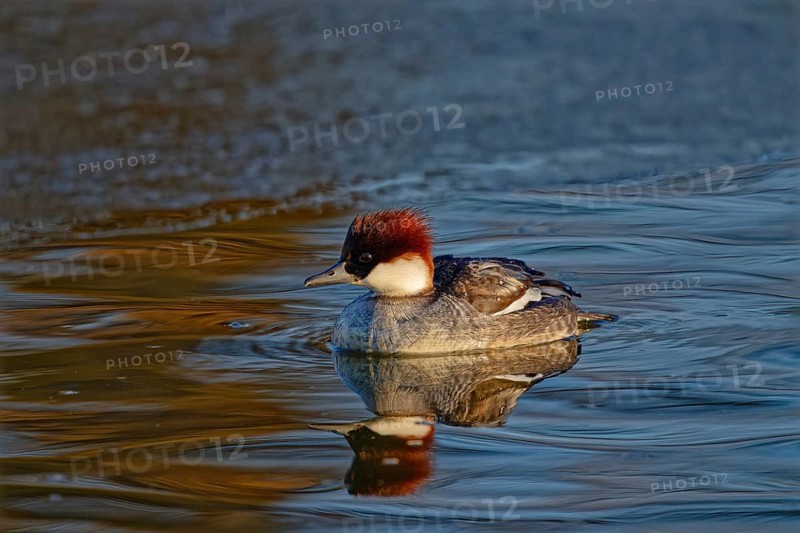 Smew