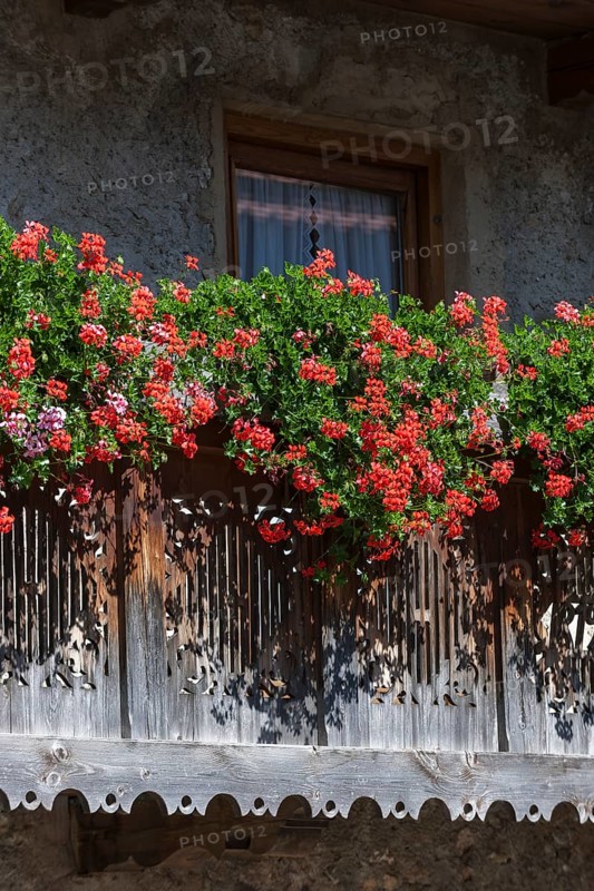 Summer flowers