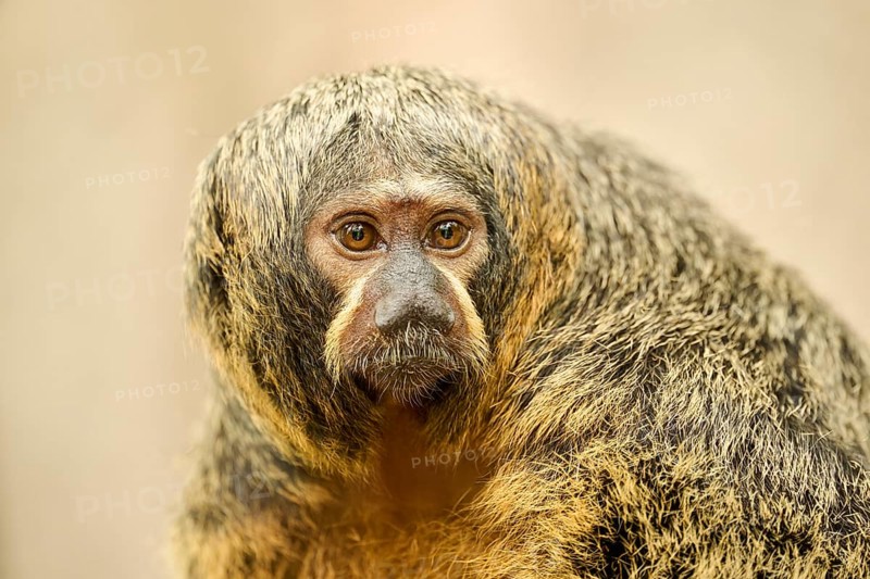 White-faced saki
