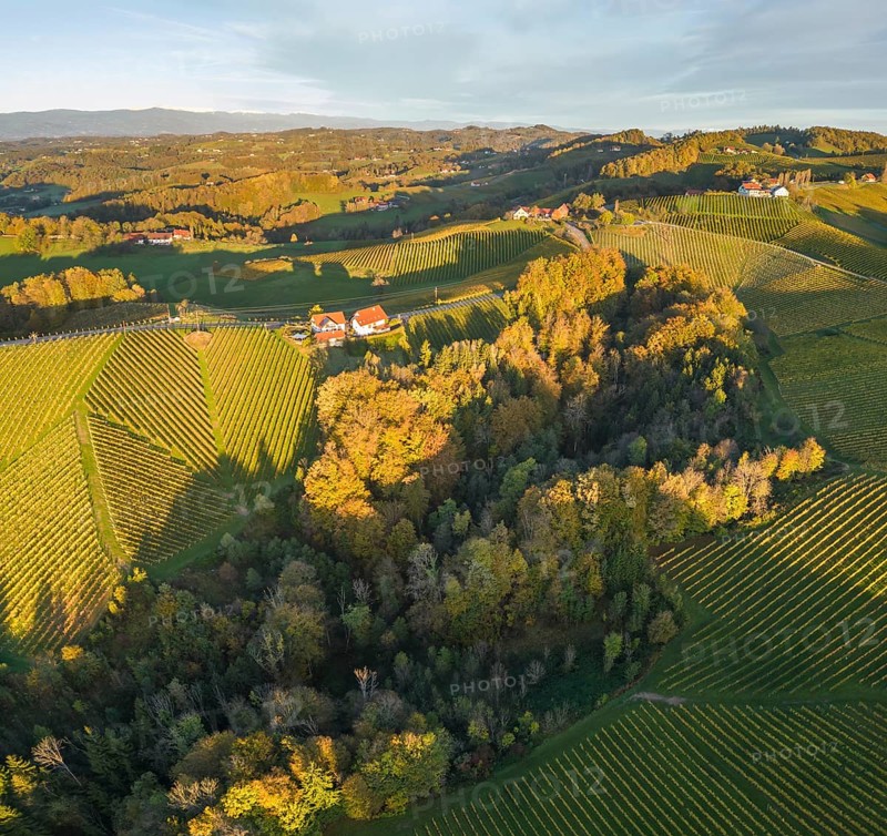 Aerial view of vineyards in the morning light