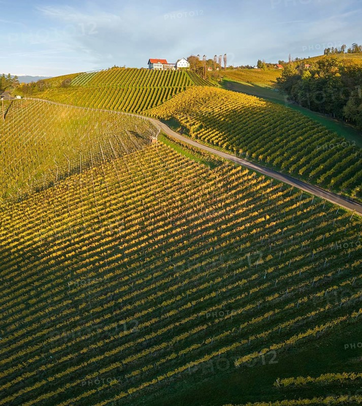 Aerial view of vineyards in the morning light