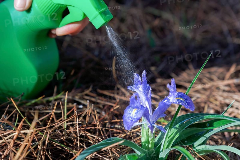 Sprayer spraying water on a purple orchid in the field