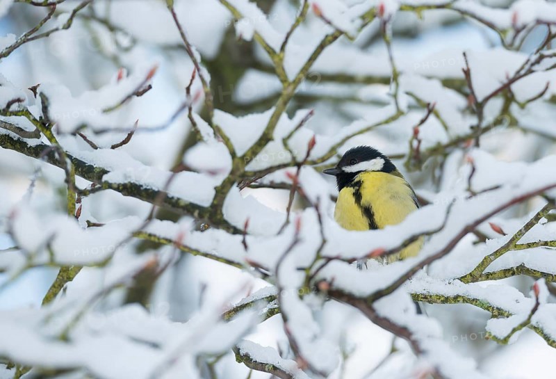 A great tit