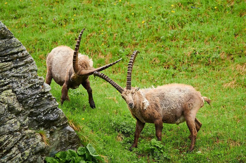 Alpine ibex