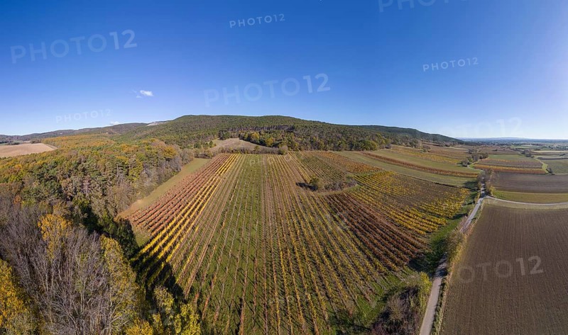 Aerial view of autumn vineyards
