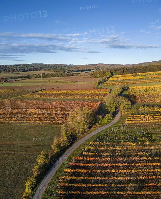 Aerial view of autumn vineyards