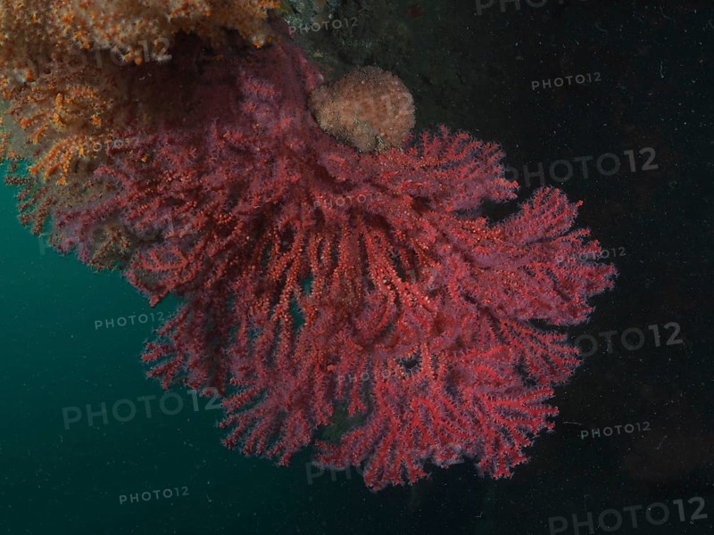 Red knot coral