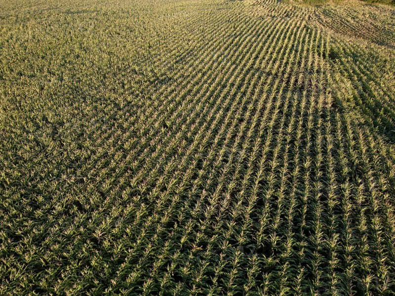 Aerial view corn field St.Veit