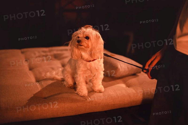 Image of a Maltese lapdog in a night bar with a fiery heater in the background