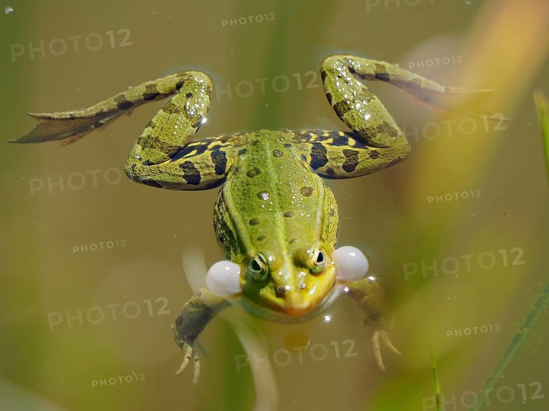 Pool frog