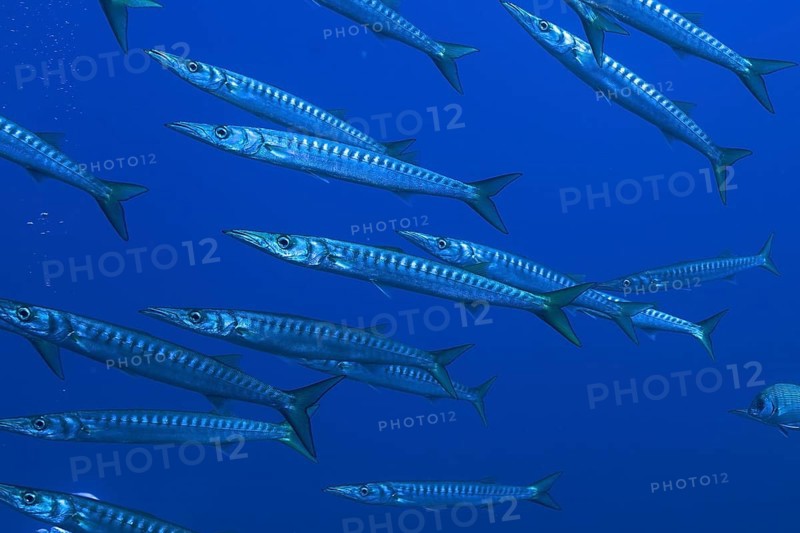 School of fish