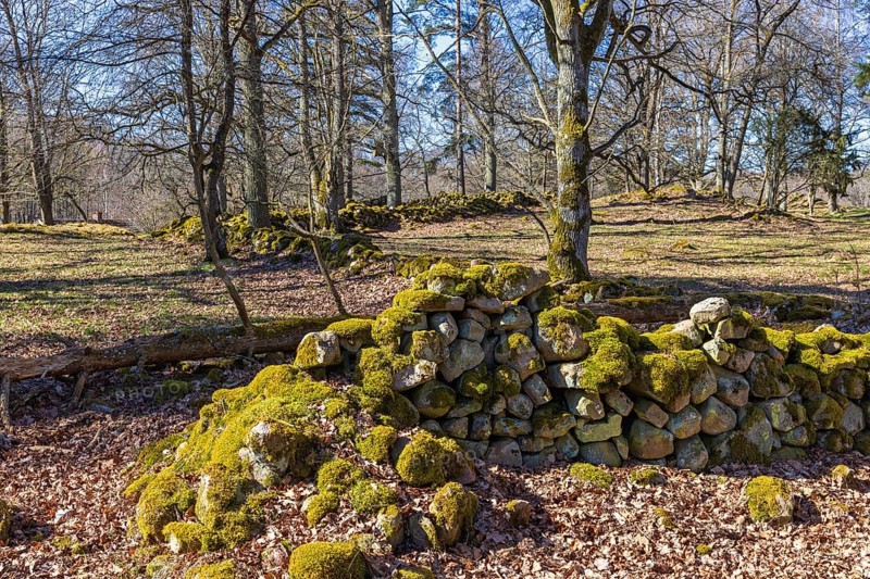 Stone wall and stone cairns in a beautiful old cultural landscape on a sunny spring day in a grove of trees
