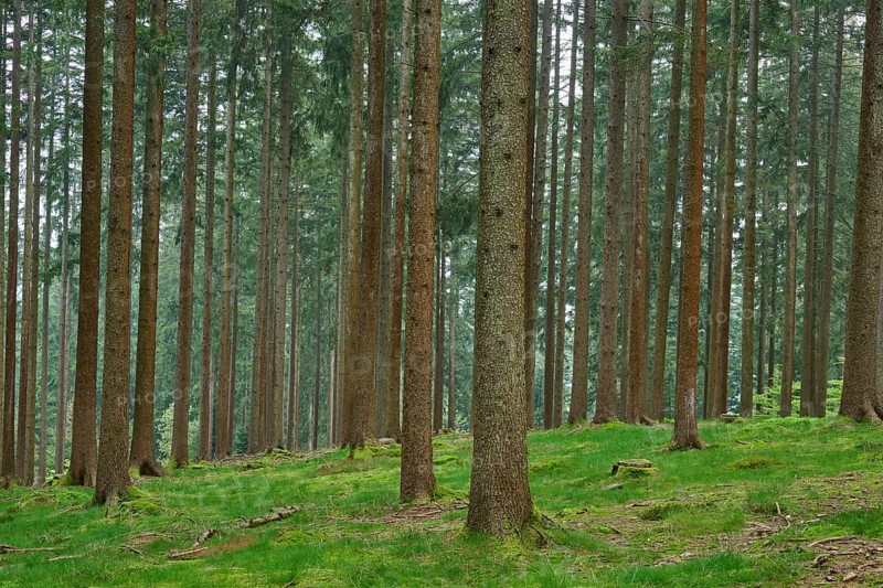 Fir forest with moss-covered ground and natural light