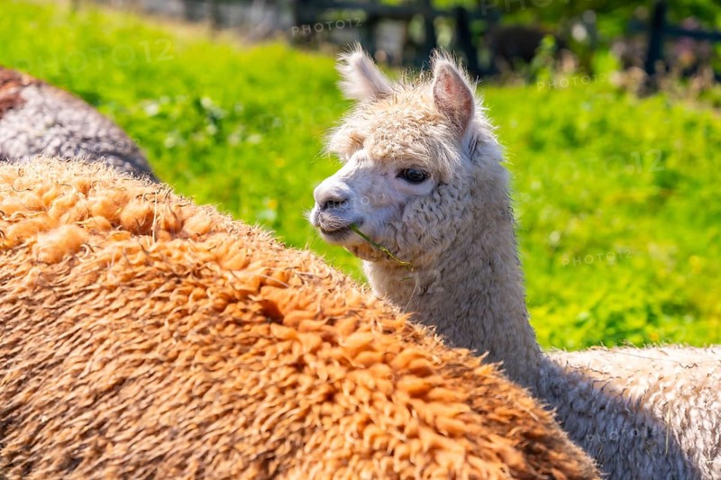 Alpaca Farm