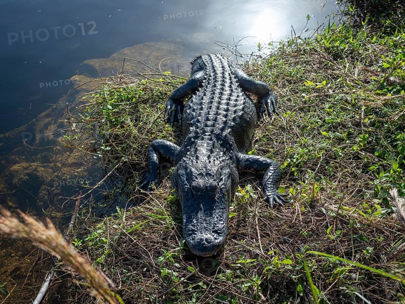 Alligator