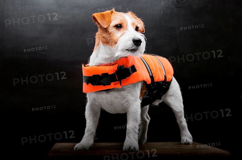 Pedigreed Jack Russell in the costume of a lifeguard Malibu stands on a pedestal in the studio.