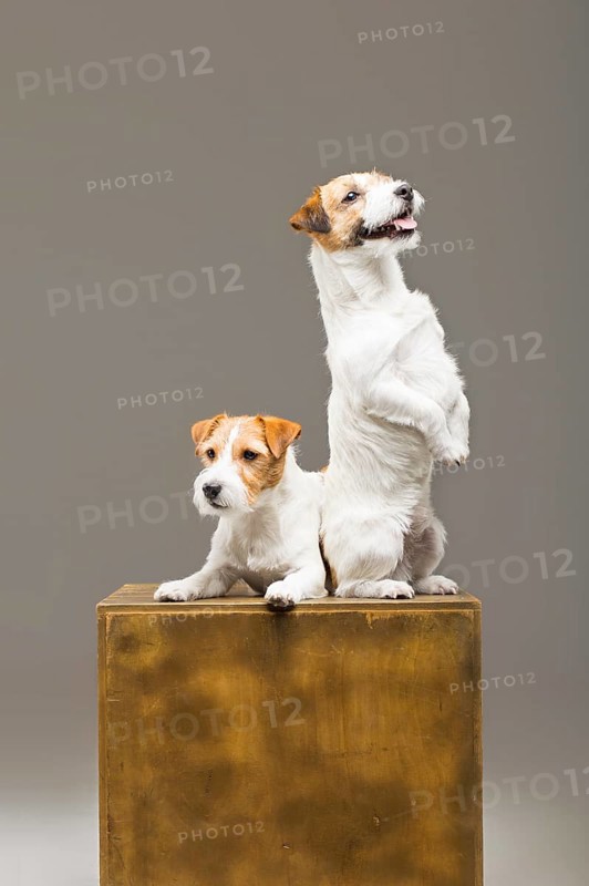 Two purebred jack russell posing in a studio.