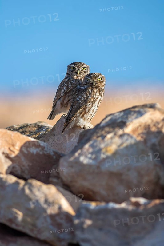 Pair of little owl
